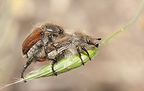 Biosphoto | 2166809 | Accouplement de Cétoines hérissées (Tropinota hirta), Parc naturel régional des Vosges du Nord, France | &copy; Michel Rauch / Biosphoto