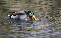 Biosphoto | 2069453 | Accouplement de Colverts (Anas platyrhynchos) dans l'eau, Parc naturel régional des Vosges du Nord, France | &copy; Michel Rauch / Biosphoto