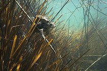 Biosphoto | 1249071 | Accouplement de Crapaud commun dans un lac Jura France | &copy; Michel Loup / Biosphoto