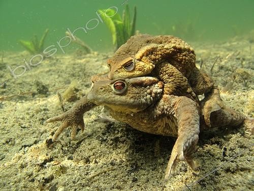 Biosphoto | 1290158 | Accouplement de Crapauds communs au fond d'un lac France | &copy; Rémi Masson / Biosphoto