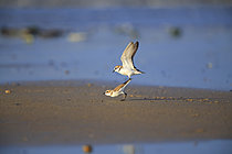 Biosphoto | 2621605 | Accouplement de Gravelot à collier interrompu (Charadrius alexandrinus) sur l'estran, plage de débarquement de Sword, Normandie, France | &copy; Christophe Perelle / Biosphoto