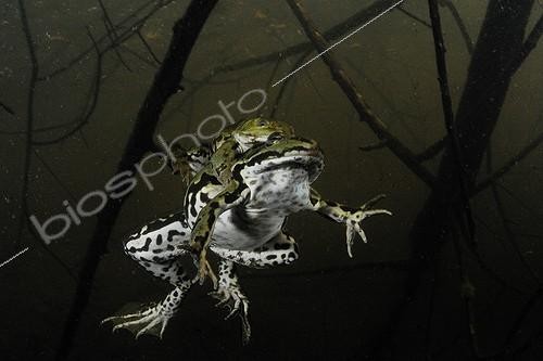 Biosphoto | 1362833 | Accouplement de Grenouille verte Prairies du Fouzon France ; Prix Autres Animaux Sauvages Montier-en-Der 2011 | &copy; Bruno Guénard / Biosphoto