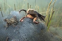 Biosphoto | 1249058 | Accouplement de Grenouilles et ponte dans un lac Jura France | &copy; Michel Loup / Biosphoto