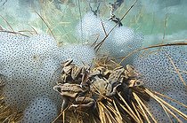 Biosphoto | 1249063 | Accouplement de Grenouilles et ponte dans un lac Jura France | &copy; Michel Loup / Biosphoto