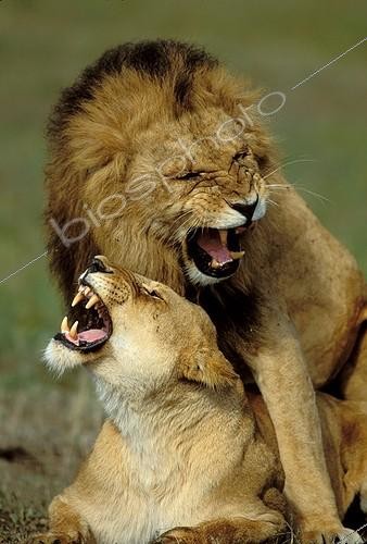 Biosphoto | 3682 | Accouplement de lions Kenya ; Accouplement/ MASAI MARA/KENYA | &copy; Jean-Michel Labat / Biosphoto