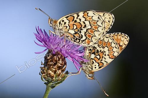 Biosphoto | 2626484 | Accouplement de Mélitée des Centaurées (Melitaea phoebe) en été, Auvergne, France | &copy; Monique Morin / Biosphoto