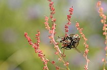 Biosphoto | 1252599 | Accouplement de Mouches sur tiges fleuries France | &copy; Thierry Van Baelinghem / Biosphoto