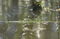 Biosphoto | 1247150 | Accouplement et ponte de Demoiselles sur un lac Jura France | &copy; Michel Loup / Biosphoto