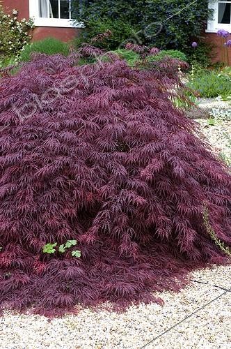 Biosphoto | 449457 | ACER | &copy; DIGIT images / Biosphoto