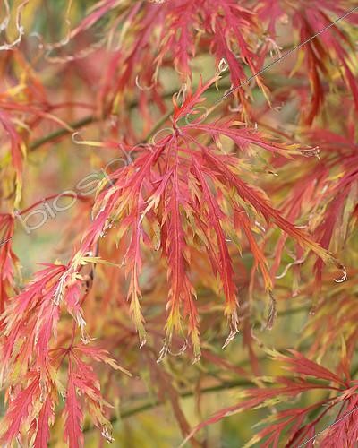 Biosphoto | 2129301 | Acer palmatum | &copy; Visions Pictures / Biosphoto