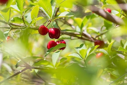 Biosphoto | 2496697 | Acerola cherry (Malpighia emarginata), Parnaiba Delta, Maranhao, Brazil | &copy; Marie Aymerez / Biosphoto