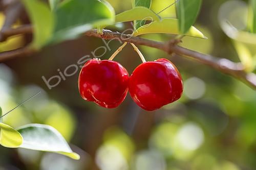 Biosphoto | 2496698 | Acérola (Malpighia emarginata), fruits mûrs sur l'arbre, delta du Parnaiba, Maranhão, Brésil | &copy; Marie Aymerez / Biosphoto