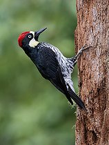 Biosphoto | 2570681 | Acorn Woodpecker (Melanerpes formicivorus), male, Chiriqui Highlands, Panama | &copy; Ignacio Yufera / Biosphoto