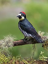 Biosphoto | 2570680 | Acorn Woodpecker (Melanerpes furmicivorus), female, Chiriqui Highlands, Panama | &copy; Ignacio Yufera / Biosphoto