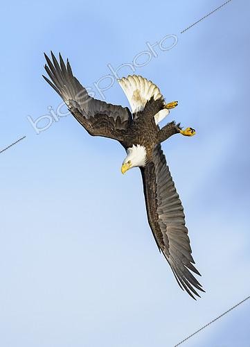 Biosphoto | 2408633 | Acrobatie aérienne d'un Pygargue à tête blanche (Haliaeetus leucocephalus), Alaska | &copy; Alan Murphy / BIA / Biosphoto