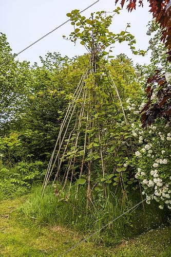 Biosphoto | 2588207 | Actinidier (Actinidia) poussant sur un tipi en noisetier, France, Bretagne, printemps. | &copy; Yann Avril / Biosphoto