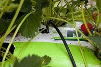 Biosphoto | 1250759 | Adding water and fertilizers by dropwise on strazberry | &copy; NouN / Biosphoto