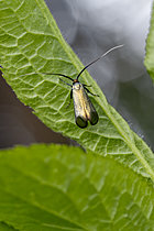 Biosphoto | 2621499 | Adèle verdoyante (Adela reaumurella) femelle sur une feuille de Sureau noir (Sambucus nigra), Gers, France | &copy; Marie Aymerez / Biosphoto