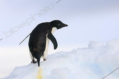 Biosphoto | 655525 | Adelie penguin on ice | &copy; Pierre Huguet-Dubief / Biosphoto