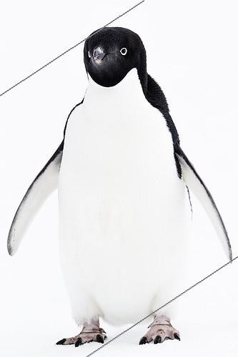 Biosphoto | 2027134 | Adelie Penguin on ice - Antarctica | &copy; Meril Darees / Biosphoto