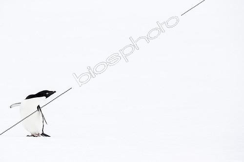 Biosphoto | 2016160 | Adelie penguin on snow - Antarctica | &copy; Meril Darees / Biosphoto