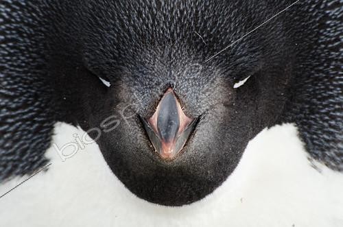 Biosphoto | 2406162 | Adelie penguin (Pygoscelis adeliae) asleep on its nest, Antarctica | &copy; Raphaël Sané / Biosphoto