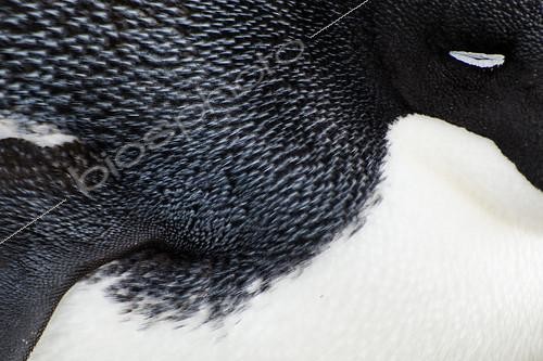 Biosphoto | 2406163 | Adelie penguin (Pygoscelis adeliae) asleep on its nest, Antarctica | &copy; Raphaël Sané / Biosphoto