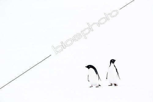 Biosphoto | 2027137 | Adelie Penguins on ice - Antarctica | &copy; Meril Darees / Biosphoto