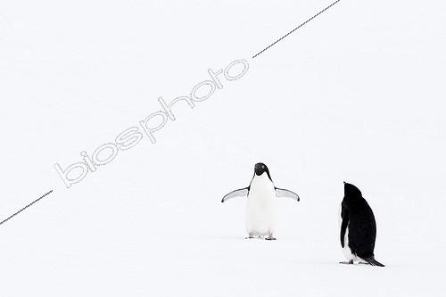 Biosphoto | 2027140 | Adelie Penguins on ice - Antarctica | &copy; Meril Darees / Biosphoto