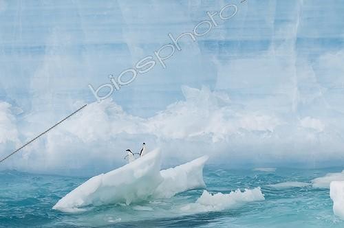 Biosphoto | 2046728 | Adelie penguins on iceberg - Antarctica Weddell Sea | &copy; Gérard Bodineau / Biosphoto