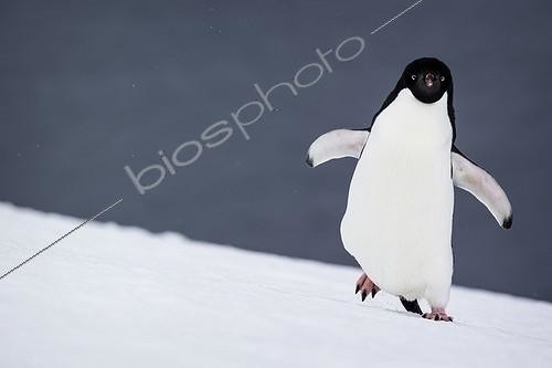 Biosphoto | 2016152 | Adelie penguins walking on snow - Antarctica | &copy; Meril Darees / Biosphoto