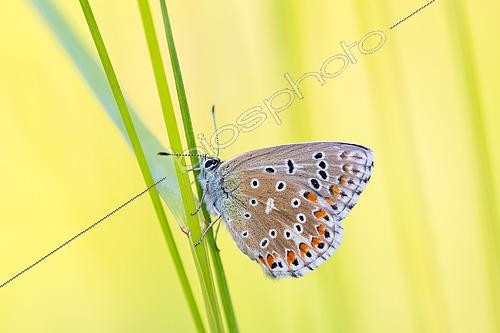Biosphoto | 2605370 | Adonis Blue (Lysandra bellargus), female, protected natural site of the limestone lawn of Troussey, Lorraine, France | &copy; Stéphane Vitzthum / Biosphoto