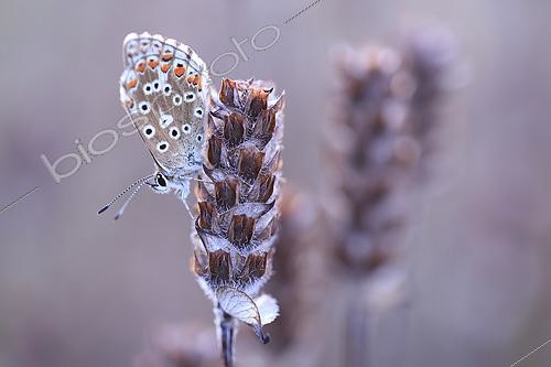 Biosphoto | 2610045 | Adonis Blue (Lysandra bellargus) on a wilted Aleutian selfheal (Prunella vulgaris) at sunset in a limestone meadow, Normandy, France | © Christophe Perelle / Biosphoto