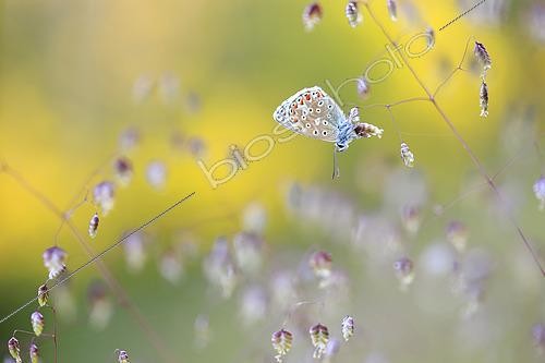 Biosphoto | 2619556 | Adonis Blue (Lysandra bellargus) on Quakinggrass (Briza sp) spikelet, France. | &copy; Christophe Perelle / Biosphoto