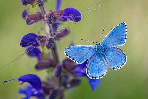 Biosphoto | 2605366 | Adonis Blue (Lysandra bellargus), on sage, protected natural site of the limestone lawn of Troussey, Lorraine, France | &copy; Stéphane Vitzthum / Biosphoto