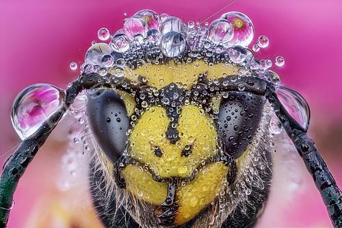 Biosphoto | 2304068 | Adorned by the dew, Luzzana, Reggio Emilia, Italy | © Alberto Ghizzi Panizza / Biosphoto