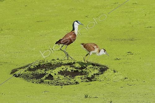 Biosphoto | 2611979 | Adult African Jacana (Actophilornis africana) and its chick walking on the back of hippo in a river covered of duckweeds. Kruger NP. SA | &copy; Brigitte Marcon / Biosphoto