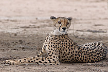 Biosphoto | 2621642 | Adult cheetah (Acinonyx jubatus) resting in the shadow during austral summer. Kgalagadi transfrontier Park. South Africa | &copy; Brigitte Marcon / Biosphoto