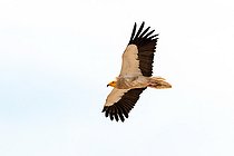 Biosphoto | 2581696 | Adult Egyptian vulture (Neophron percnopterus) in flight, Uzbekistan | &copy; Raphaël Sané / Biosphoto