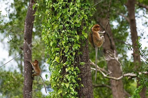 Biosphoto | 2612897 | Adult female proboscis monkey (Nasalis larvatus) perched with a young one climbing, KWR Kinatabatagan Wetland Resort, Sabah, Borneo, Malaysia. | &copy; Stéphane Vitzthum / Biosphoto