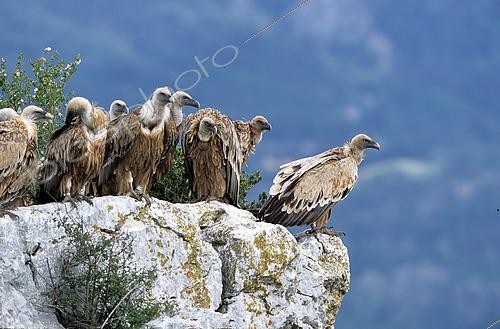 Biosphoto | 2608354 | Adult Griffon vultures (Gyps fulvus) waiting for lift on the edge of a cliff, Spain | © Jean Mayet / Biosphoto