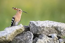 Biosphoto | 2588296 | Adult hoopoe (Upupa epops) on a stone wall, France | &copy; Christophe Perelle / Biosphoto