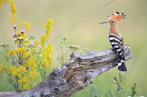 Biosphoto | 2588295 | Adult hoopoe (Upupa epops) on a tree trunk, France | &copy; Christophe Perelle / Biosphoto