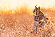 Biosphoto | 2627967 | Adult Iberian Lynx (Lynx pardinus) accompanied by a cub among dry grassland vegetation, Almuradiel, Ciudad Real, Spain | &copy; Pablo Barrena / Biosphoto