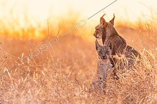 Biosphoto | 2627967 | Adult Iberian Lynx (Lynx pardinus) accompanied by a cub among dry grassland vegetation, Almuradiel, Ciudad Real, Spain | &copy; Pablo Barrena / Biosphoto