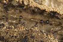 Biosphoto | 2608876 | Adult long-nosed termites (Nasutitermes sp.), soldiers guarding workers in columns changing house and building a hidden tunnel on the ground, Los Amigos Biological Station, Madre de Dios, Amazonia, Peru | &copy; FLPA / Emanuele Bigg / imageBROKER / Biosphoto