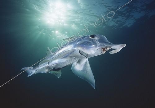 Biosphoto | 148645 | Adult male Elephant Fish Chimaera swimming in the ocean | &copy; Kelvin Aitken / Visual and Written - Photo Collection / Biosphoto