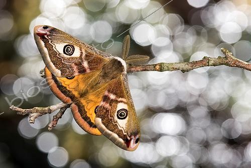 Biosphoto | 2552695 | Adult male of Emperor moth (Saturnia pavoniella) perched on twig during day, Liguria, Italy | &copy; Tonči Maletic / Biosphoto