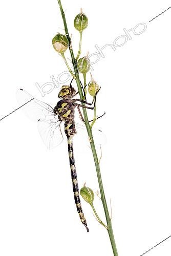 Biosphoto | 2552665 | Adult male of western spectre (Boyeria irene) against a white background, Liguria, Italy | &copy; Tonči Maletic / Biosphoto