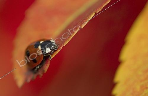 Biosphoto | 2609123 | Adult seven-spott ladybird (Coccinella septempunctata) resting on leaf of european rowan (Sorbus aucuparia) in autumn colour, Sheffield, South Yorkshire, England, United Kingdom | &copy; FLPA / Paul Hobson / imageBROKER / Biosphoto